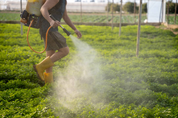 Best Wasp Removal Services  in Los Luceros, NM