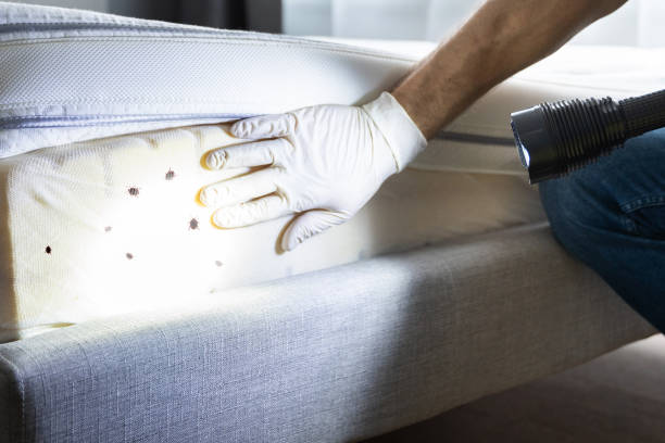 Best Best Pest Control Companies  in Los Luceros, NM