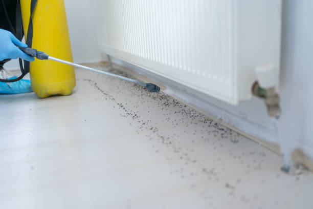 Best Cockroach Control Services  in Los Luceros, NM