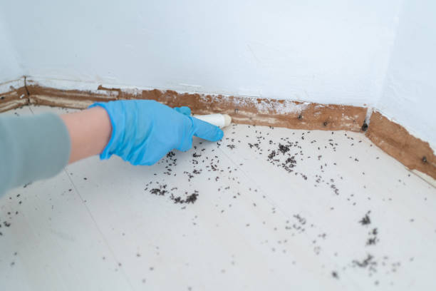 Best Mosquito Control Services  in Los Luceros, NM